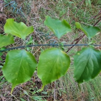 Leycesteria formosa (Himalayan Honeysuckle) at Isaacs Ridge and Nearby - 18 Aug 2022 by Mike