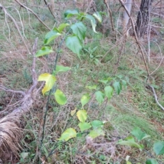 Leycesteria formosa at Isaacs, ACT - 18 Aug 2022