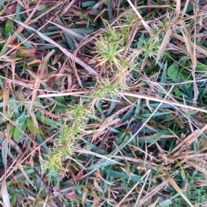 Scleranthus fasciculatus at Gundaroo, NSW - 18 Aug 2022