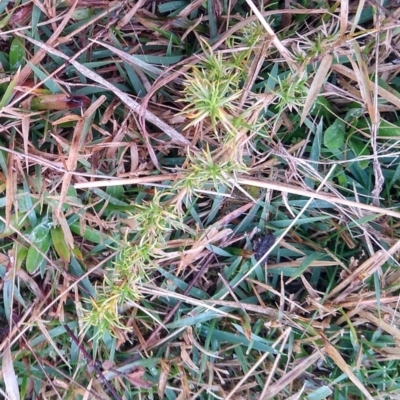 Scleranthus fasciculatus (Knawel) at Gundaroo, NSW - 17 Aug 2022 by MaartjeSevenster