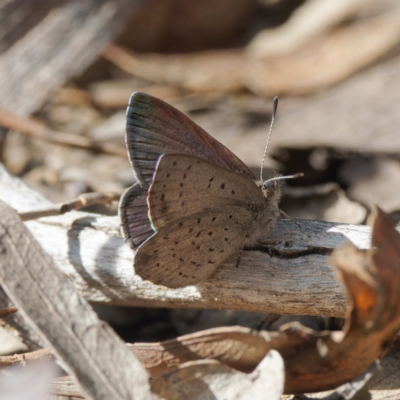 Erina acasta (Blotched Dusky-blue) at Black Mountain - 10 Aug 2022 by DPRees125