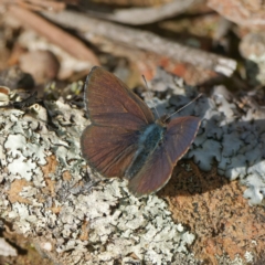 Erina acasta at Molonglo Valley, ACT - 10 Aug 2022