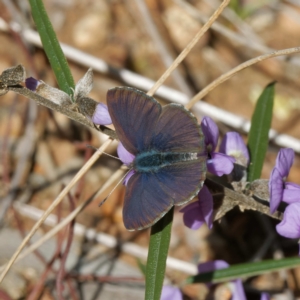 Erina acasta at Molonglo Valley, ACT - 10 Aug 2022 12:05 PM