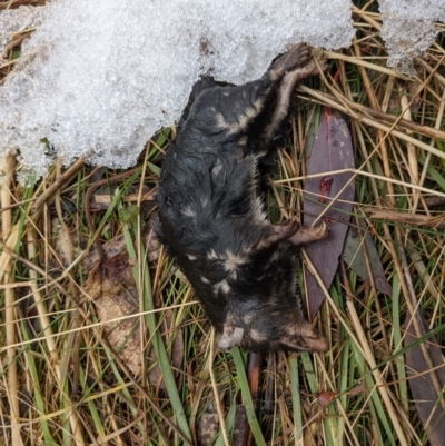 Antechinus agilis (Agile Antechinus) at Cotter River, ACT - 18 Aug 2022 by WalterEgo