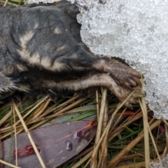 Antechinus agilis at Cotter River, ACT - 18 Aug 2022 10:49 AM