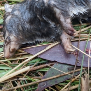 Antechinus agilis at Cotter River, ACT - 18 Aug 2022 10:49 AM