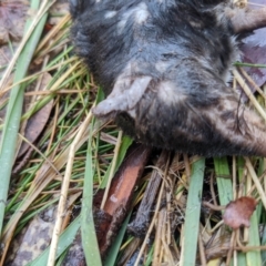 Antechinus agilis at Cotter River, ACT - 18 Aug 2022 10:49 AM