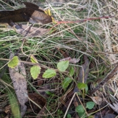 Veronica calycina (Hairy Speedwell) at Cotter River, ACT - 18 Aug 2022 by WalterEgo