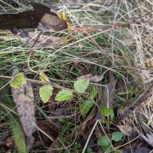 Veronica calycina at Cotter River, ACT - 18 Aug 2022