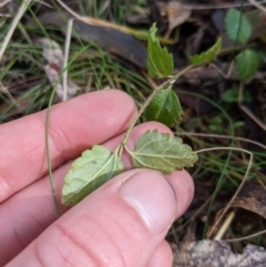 Veronica calycina at Cotter River, ACT - 18 Aug 2022 02:30 PM