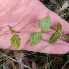 Veronica calycina at Cotter River, ACT - 18 Aug 2022