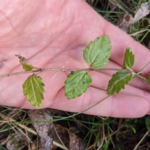 Veronica calycina at Cotter River, ACT - 18 Aug 2022 02:30 PM