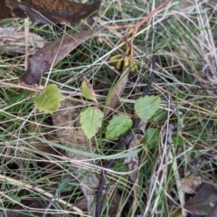 Veronica calycina at Cotter River, ACT - 18 Aug 2022 02:30 PM