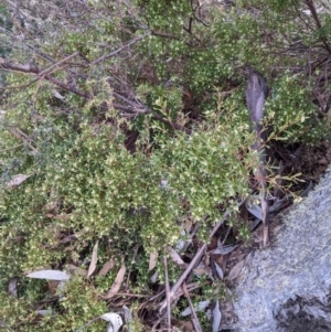 Leucopogon gelidus at Cotter River, ACT - 18 Aug 2022