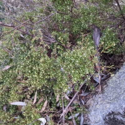 Leucopogon gelidus at Namadgi National Park - 18 Aug 2022 by WalterEgo