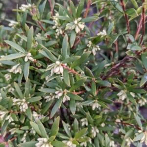 Leucopogon gelidus at Cotter River, ACT - 18 Aug 2022