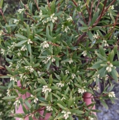 Leucopogon gelidus at Cotter River, ACT - 18 Aug 2022