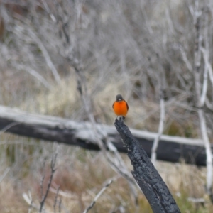 Petroica phoenicea at Cotter River, ACT - 18 Aug 2022