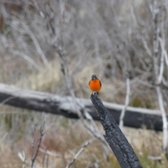 Petroica phoenicea (Flame Robin) at Cotter River, ACT - 18 Aug 2022 by WalterEgo