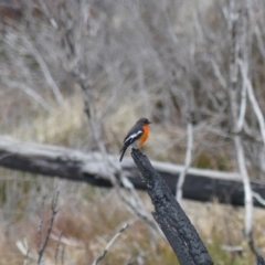 Petroica phoenicea at Cotter River, ACT - 18 Aug 2022
