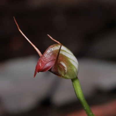 Pterostylis pedunculata (Maroonhood) at Paddys River, ACT - 18 Aug 2022 by TimL