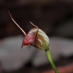 Pterostylis pedunculata (Maroonhood) at Paddys River, ACT by TimL
