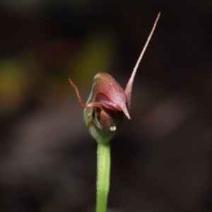 Pterostylis pedunculata at Paddys River, ACT - suppressed