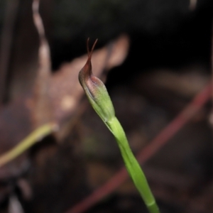 Pterostylis pedunculata at Paddys River, ACT - suppressed