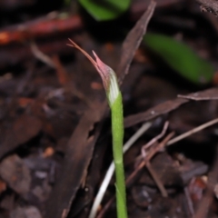 Pterostylis pedunculata at Paddys River, ACT - suppressed