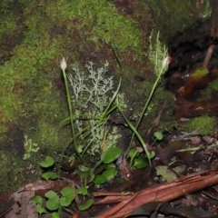 Pterostylis pedunculata at Paddys River, ACT - 18 Aug 2022