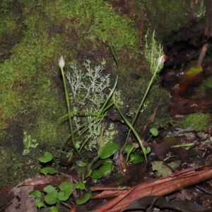 Pterostylis pedunculata at Paddys River, ACT - suppressed