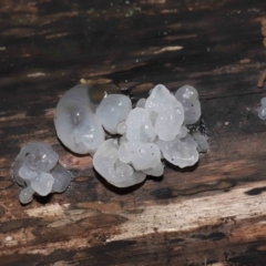 Tremella fuciformis at Paddys River, ACT - 18 Aug 2022