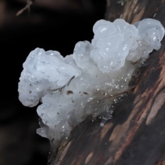 Tremella fuciformis at Paddys River, ACT - 18 Aug 2022