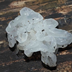 Tremella fuciformis at Paddys River, ACT - 18 Aug 2022