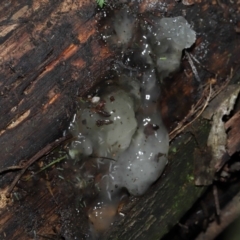 Tremella fuciformis at Paddys River, ACT - 18 Aug 2022