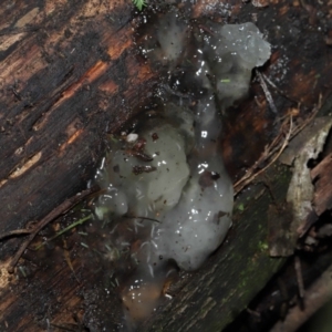 Tremella fuciformis at Paddys River, ACT - 18 Aug 2022