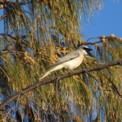 Coracina papuensis (White-bellied Cuckooshrike) at Oak Beach, QLD - 16 Aug 2022 by GlossyGal