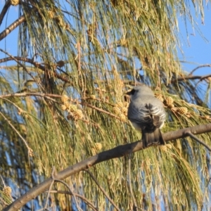 Coracina papuensis at Oak Beach, QLD - 17 Aug 2022 07:11 AM