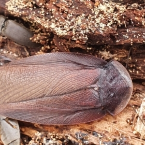 Laxta granicollis at Gundaroo, NSW - 18 Aug 2022 12:09 PM