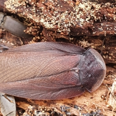 Laxta granicollis (Common bark or trilobite cockroach) at Gundaroo, NSW - 18 Aug 2022 by Gunyijan