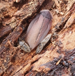 Laxta granicollis at Gundaroo, NSW - 18 Aug 2022 12:09 PM