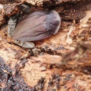 Laxta granicollis at Gundaroo, NSW - 18 Aug 2022 12:09 PM