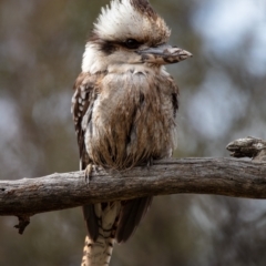 Dacelo novaeguineae (Laughing Kookaburra) at Hackett, ACT - 18 Aug 2022 by Boagshoags