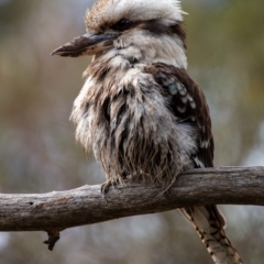 Dacelo novaeguineae at Hackett, ACT - 18 Aug 2022 12:08 PM