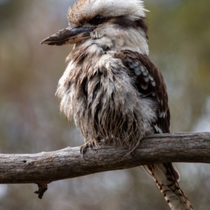 Dacelo novaeguineae at Hackett, ACT - 18 Aug 2022 12:08 PM