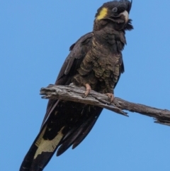 Zanda funerea (Yellow-tailed Black-Cockatoo) at Mount Majura - 13 Aug 2022 by Boagshoags