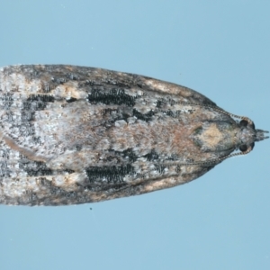 Thrincophora lignigerana (A Tortricid moth) at Ainslie, ACT by jb2602