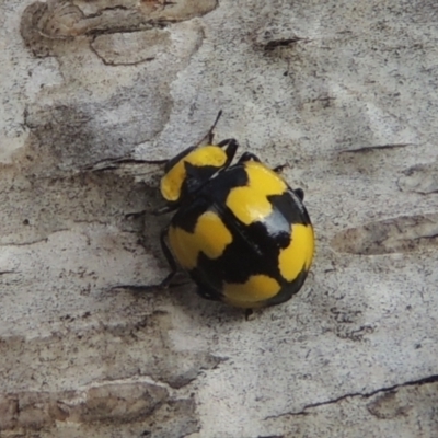 Illeis galbula (Fungus-eating Ladybird) at Conder, ACT - 5 Jun 2022 by MichaelBedingfield