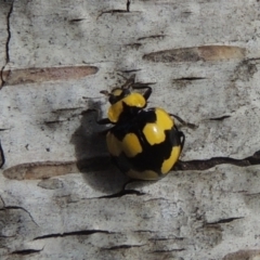 Illeis galbula at Conder, ACT - 5 Jun 2022 01:26 PM