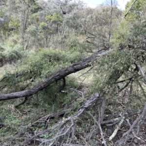 Clematis leptophylla at Hackett, ACT - 18 Aug 2022